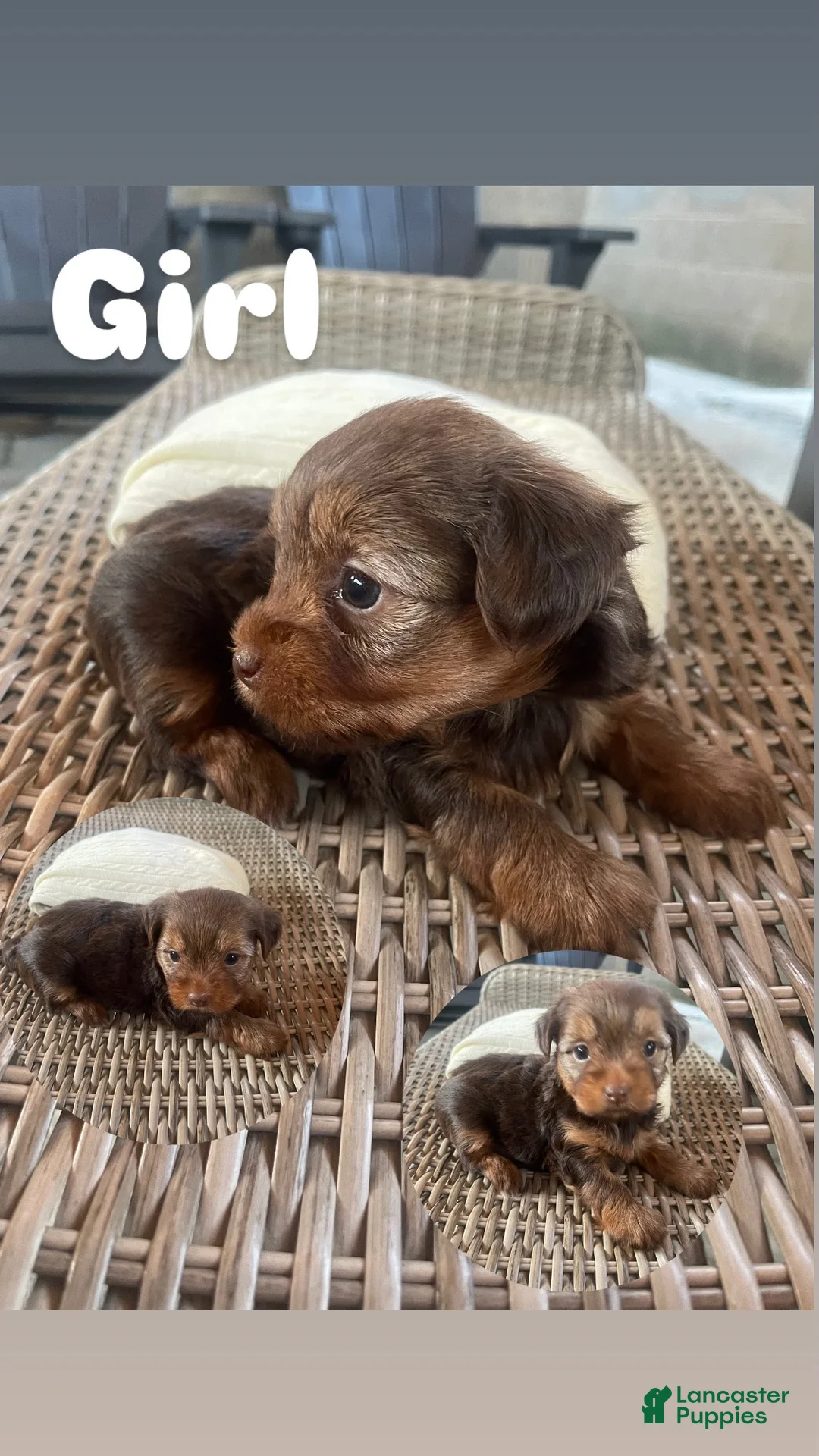 Yorkshire Terrier dogs for sale: Yorkshire Terrier 4 - Ad 1