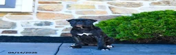 Cane Corso dogs for sale: Tilly - Ad 8