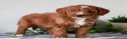Mini Goldendoodle dogs for sale: Aiden  - Ad 3