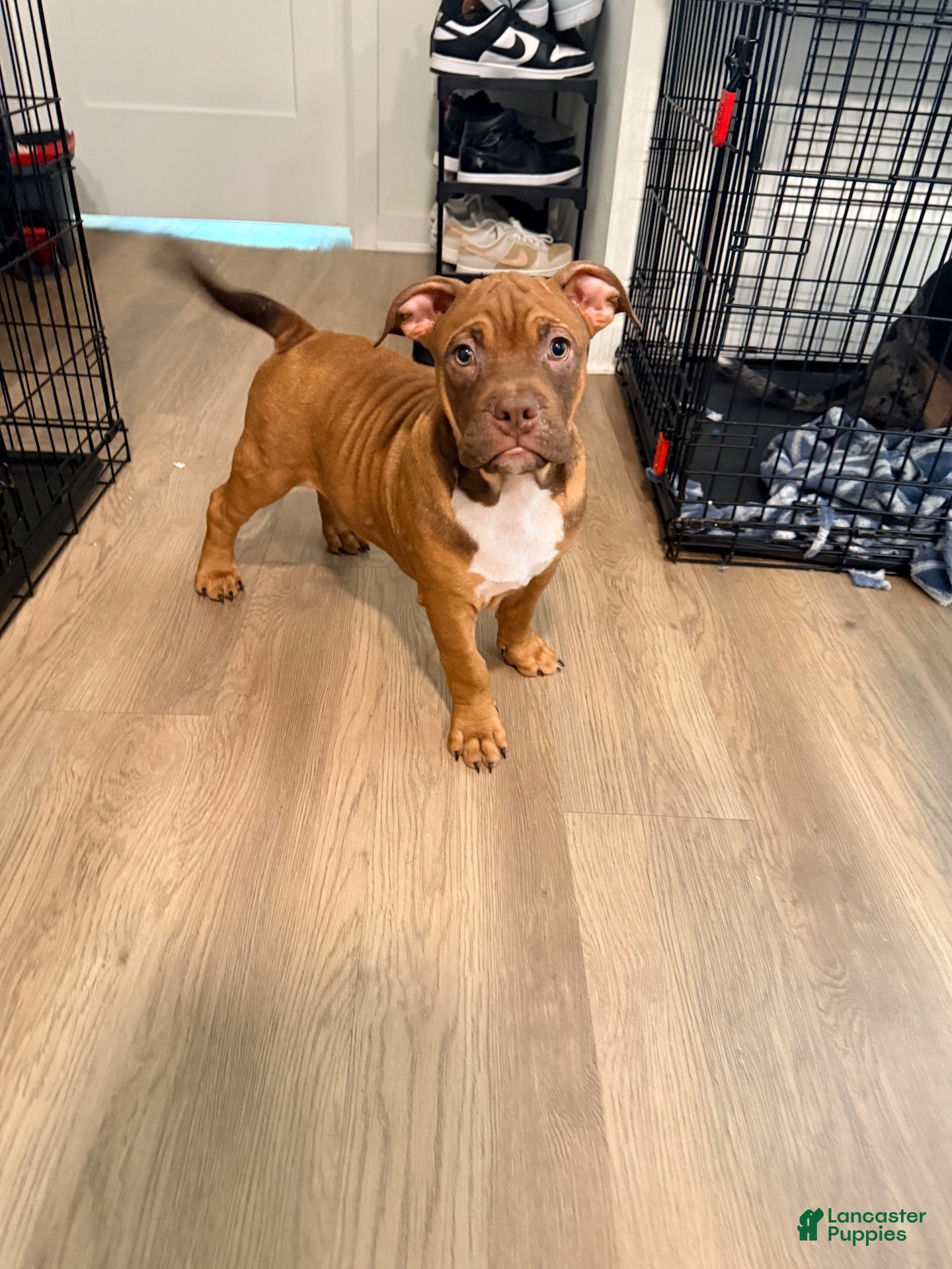 American Bully dogs for sale: Mr. Brown - Ad 15
