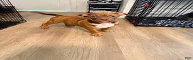 Mr. Brown