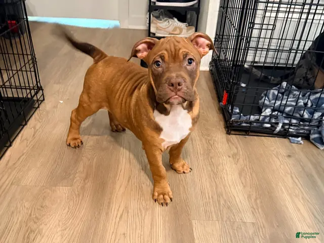 American Bully dogs for sale: Mr. Brown - Ad 15