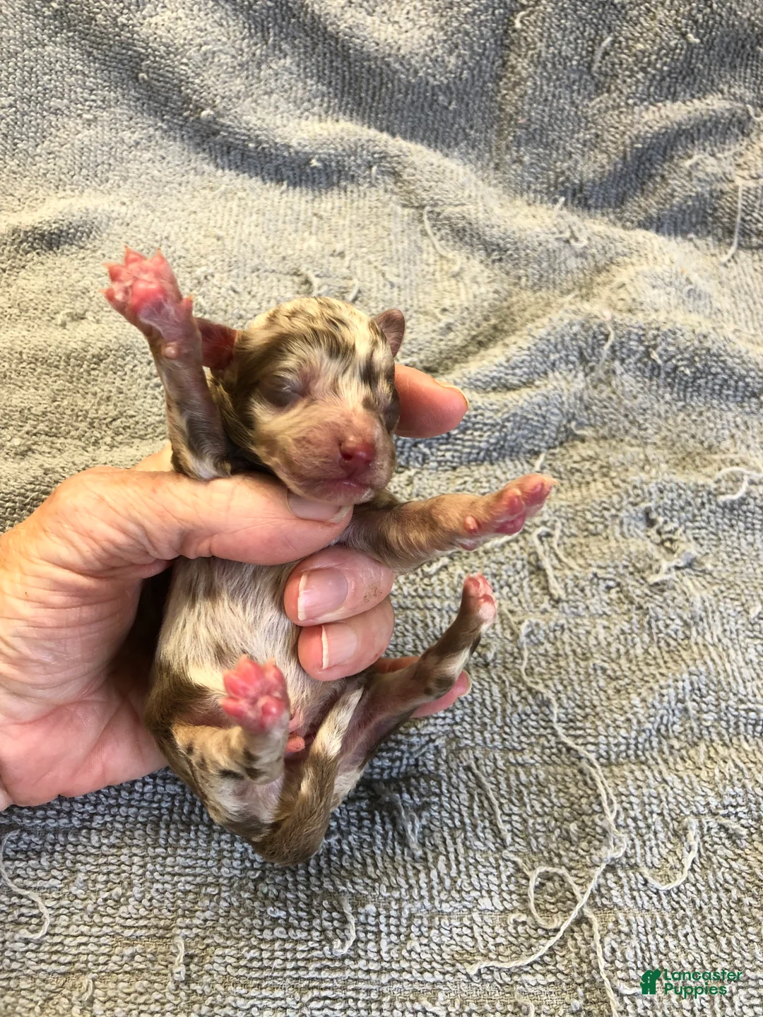 Toy Poodle dogs for sale: Ledger - Ad 2