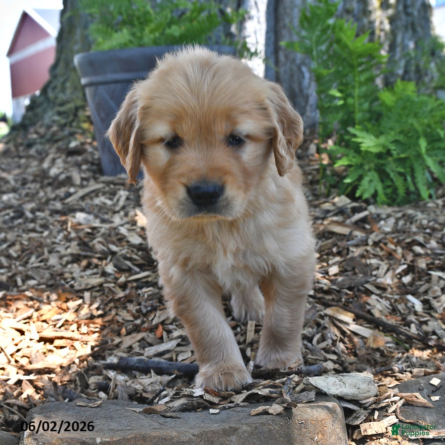 Golden Retriever dogs for sale: Charlotte - Ad 3