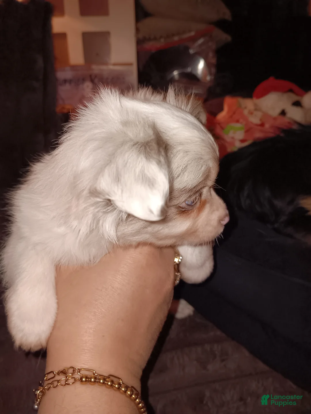 Chihuahua dogs for sale: Chihuahua Puppy 1 - Ad 2