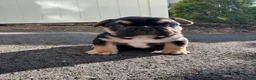 French Bulldog dogs for sale: Carl - Ad 6