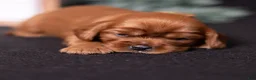Cavalier King Charles Spaniel dogs for sale: Galileo - Ad 5