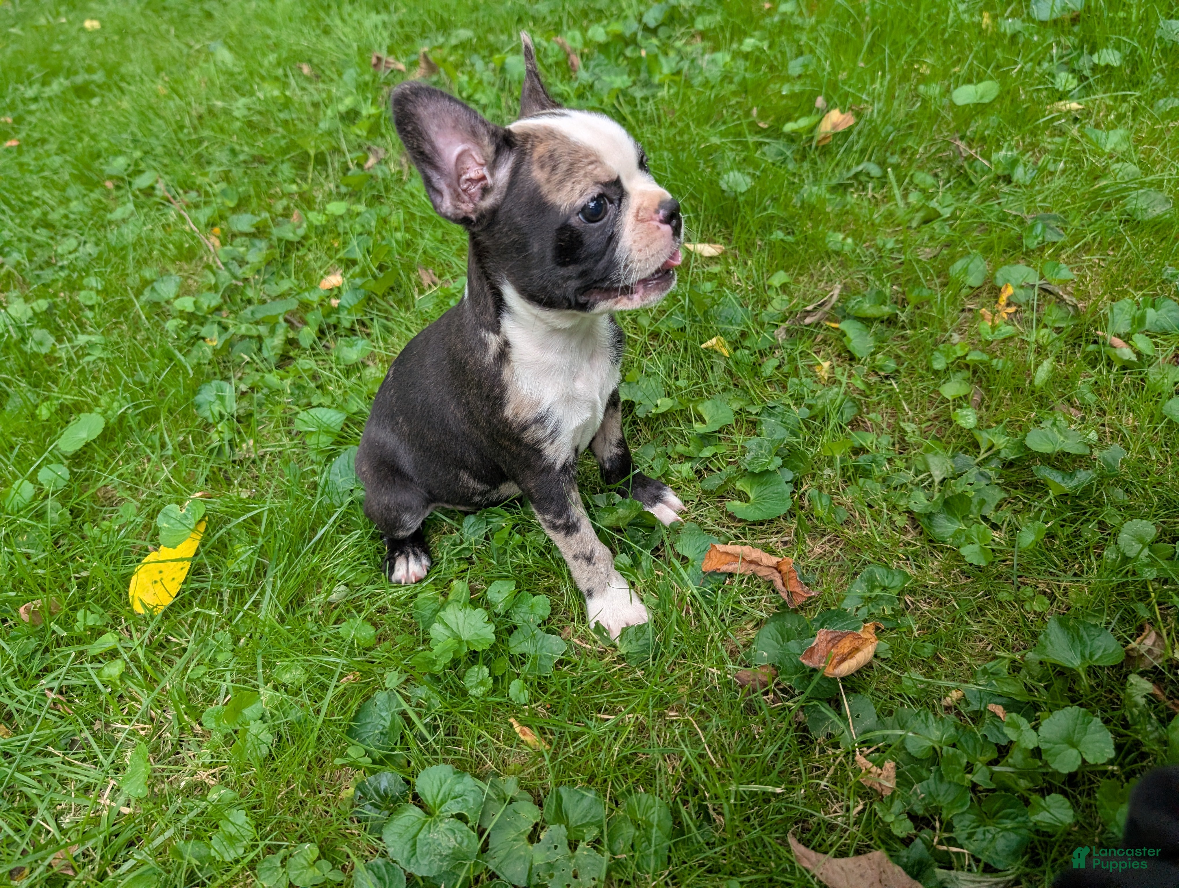 Frenchton dogs Jacqueline - Ad 1
