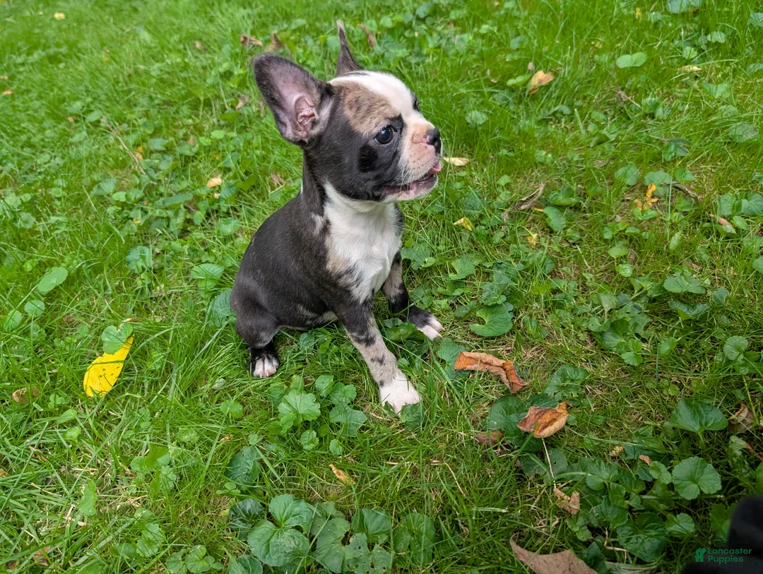 Frenchton dogs for sale: Jacqueline - Ad 1