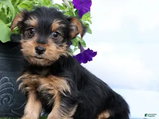 Yorkshire Terrier dogs for sale: Dax - Ad 3