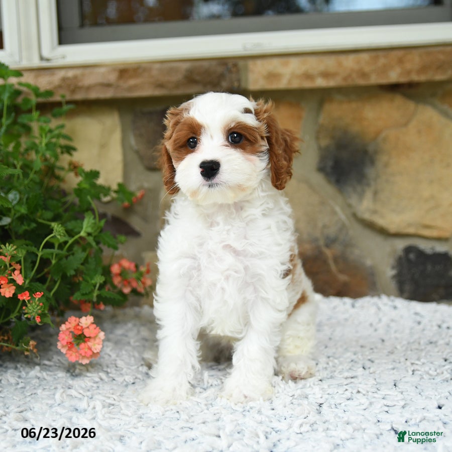 Cavapoo dogs Fancy - Ad 2