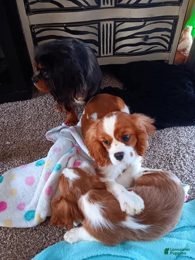 Gallery Image {{count}}