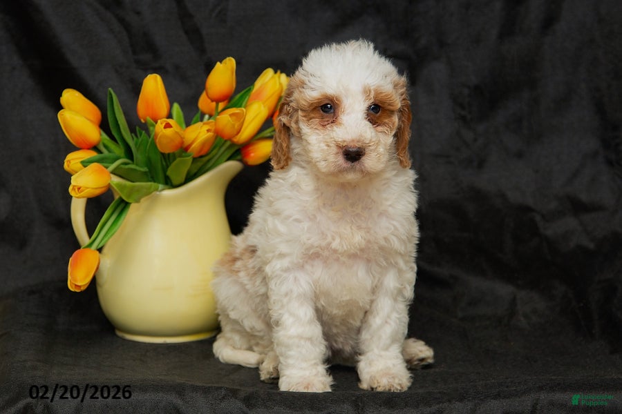 Mini Goldendoodle dogs Bonnie - Ad 1