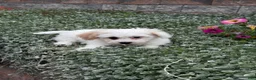 Teddy Bear dogs for sale: Jaxon - Ad 2