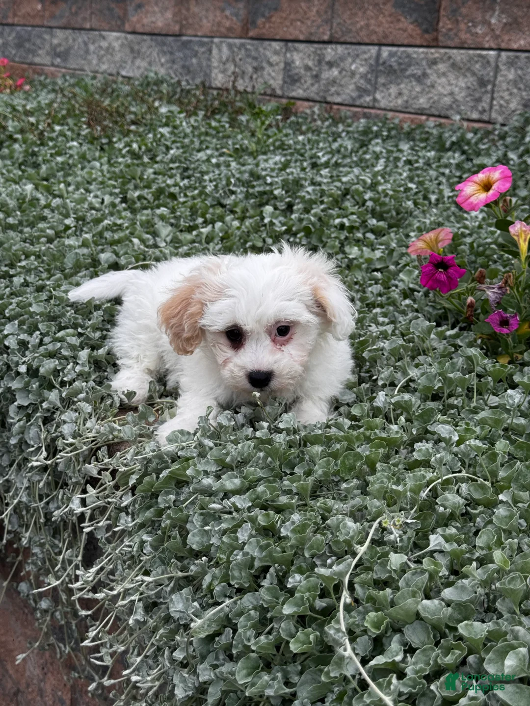 Teddy Bear dogs for sale: Jaxon - Ad 2