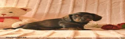 Miniature Dachshund dogs for sale: Jett  - Ad 4