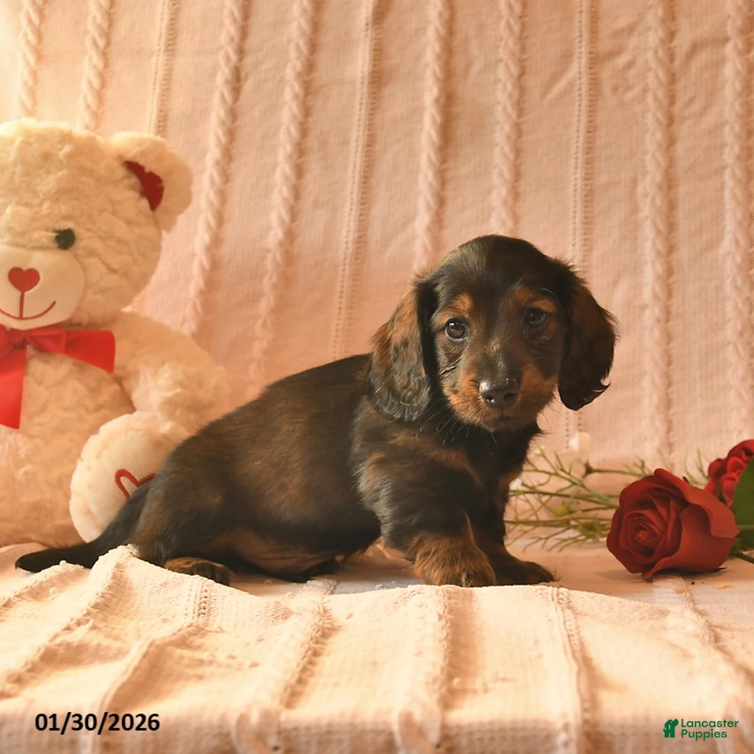 Miniature Dachshund dogs for sale: Jett  - Ad 4