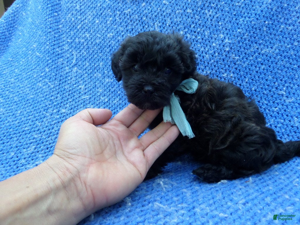 Malshi dogs Johnny - Ad 5