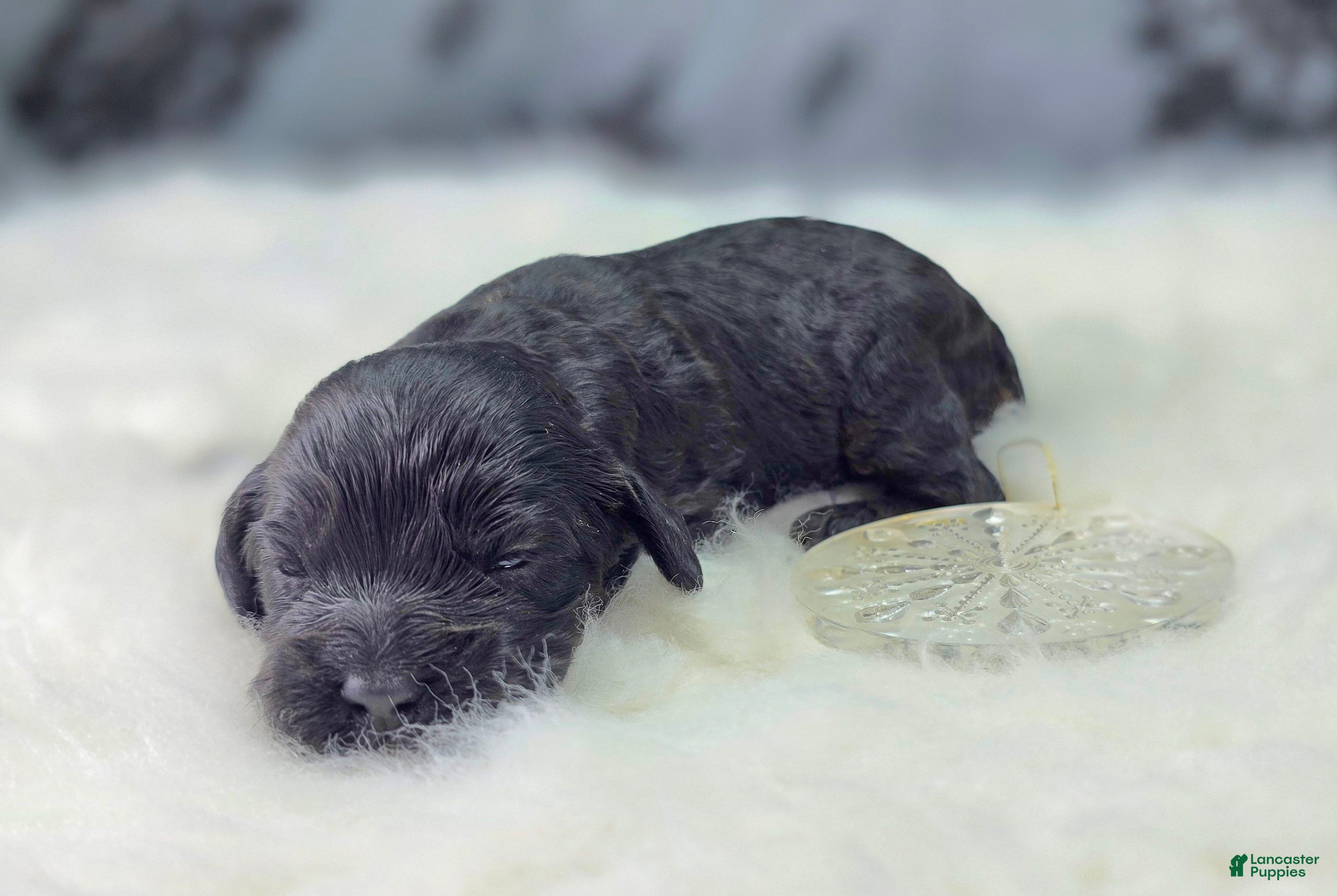 Cockapoo dogs Nova - Ad 1