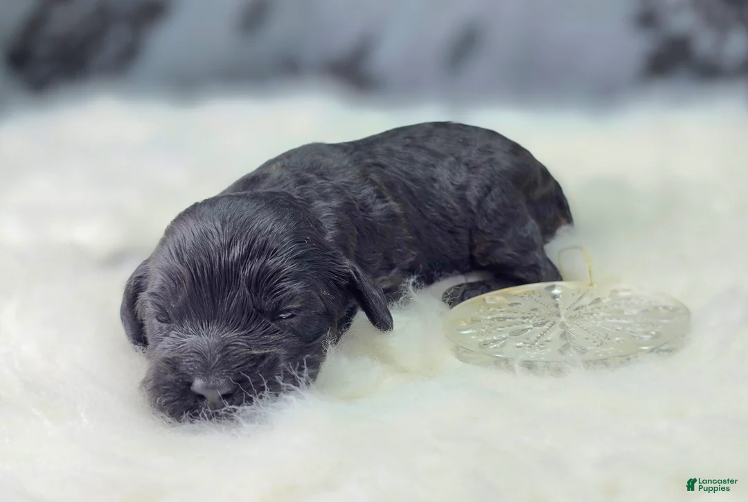 Cockapoo dogs for sale: Nova - Ad 1