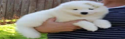 Samoyed dogs for sale: Ava - Ad 3