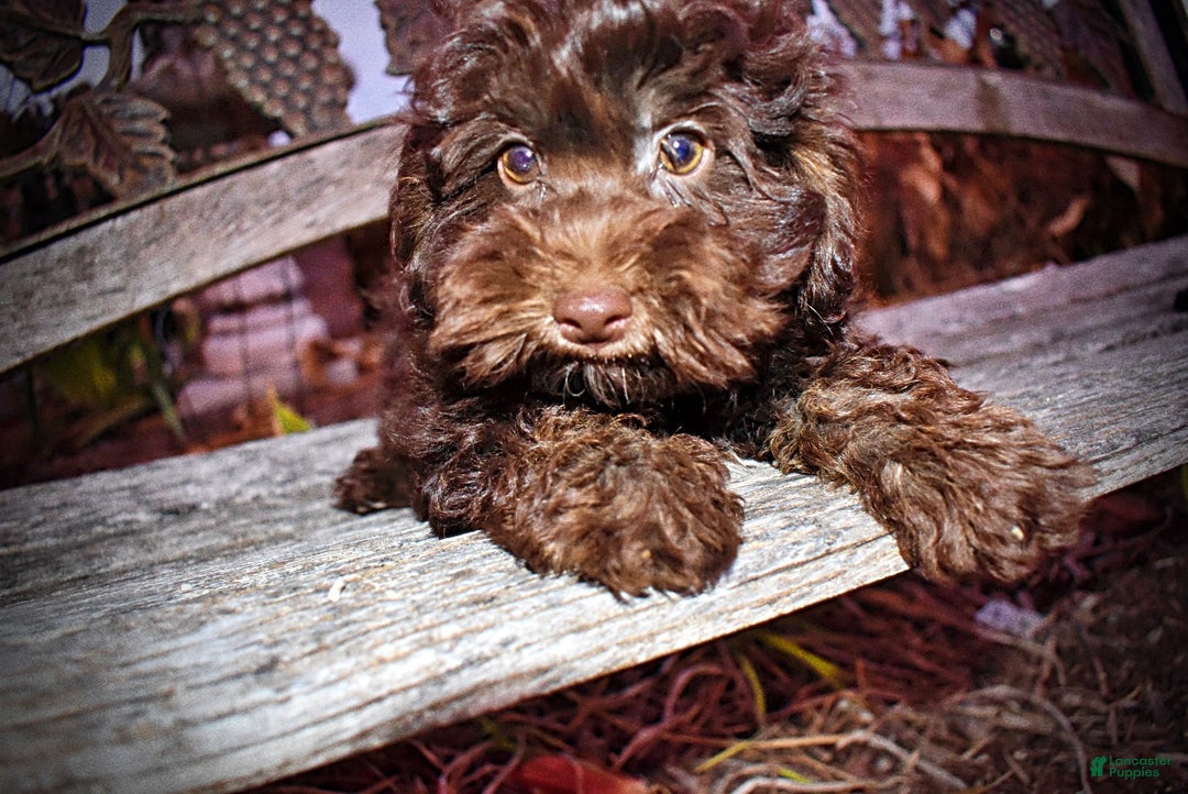 Havapoo dogs for sale: Yogi - Ad 10