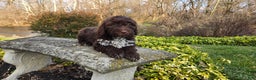 Portuguese Water Dog dogs for sale: Tori - Ad 27
