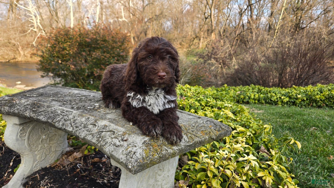 Portuguese Water Dog dogs for sale: Tori - Ad 27