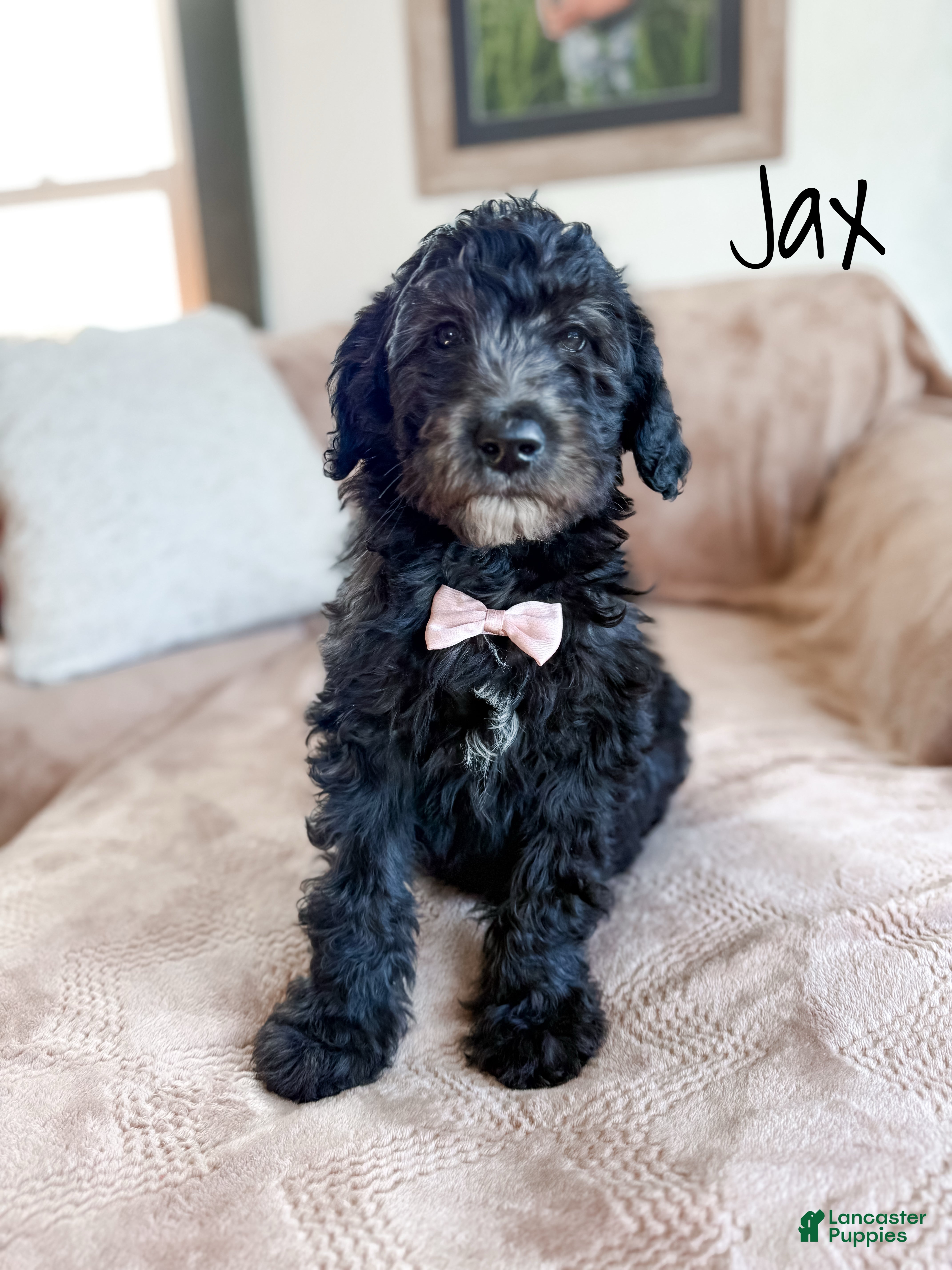 Aussiedoodle dogs Jax - Ad 17