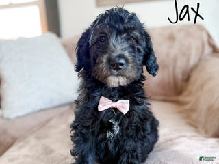 Aussiedoodle dogs Jax - Ad 17