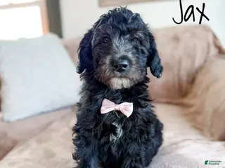 Aussiedoodle dogs Jax - Ad 26