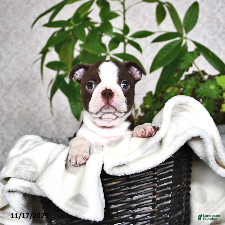 Boston Terrier dogs Regina - Ad 7