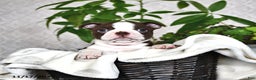 Boston Terrier dogs for sale: Regina - Ad 1