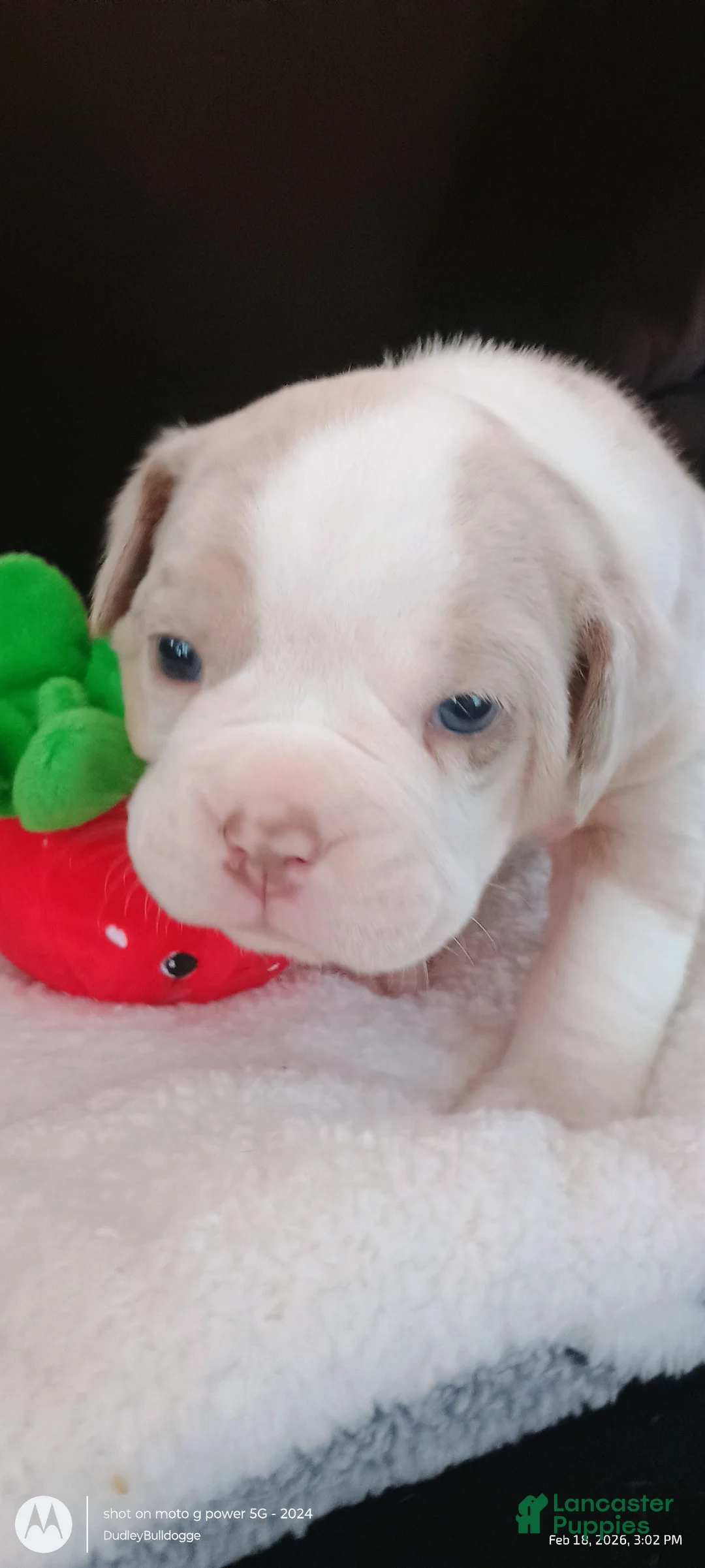 Olde English Bulldogge dogs for sale: Olde English Bulldogge Mani - Ad 4