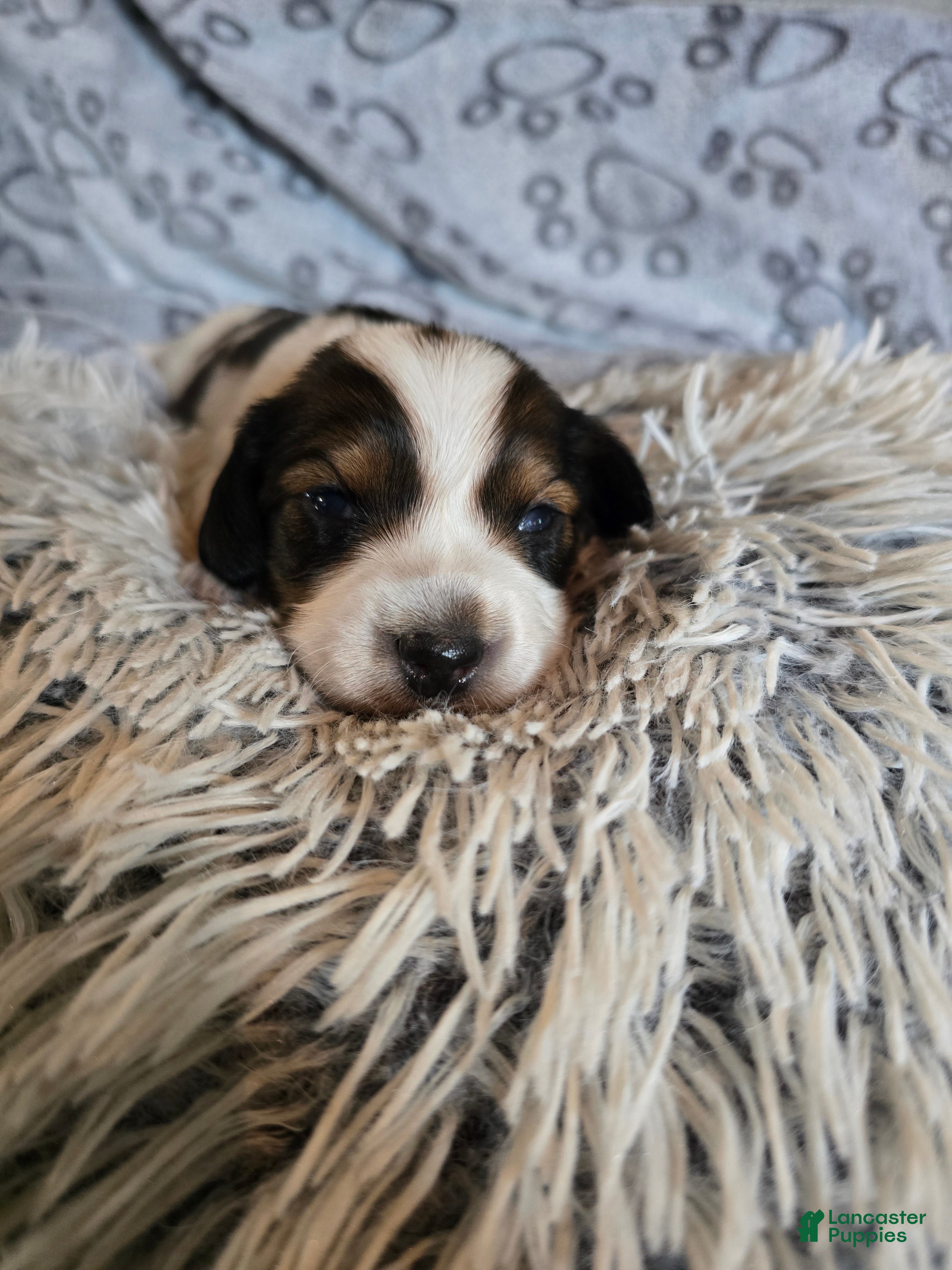 Miniature Dachshund dogs Grizz - Ad 2