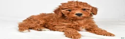 Miniature Poodle dogs for sale: Bella - Ad 5