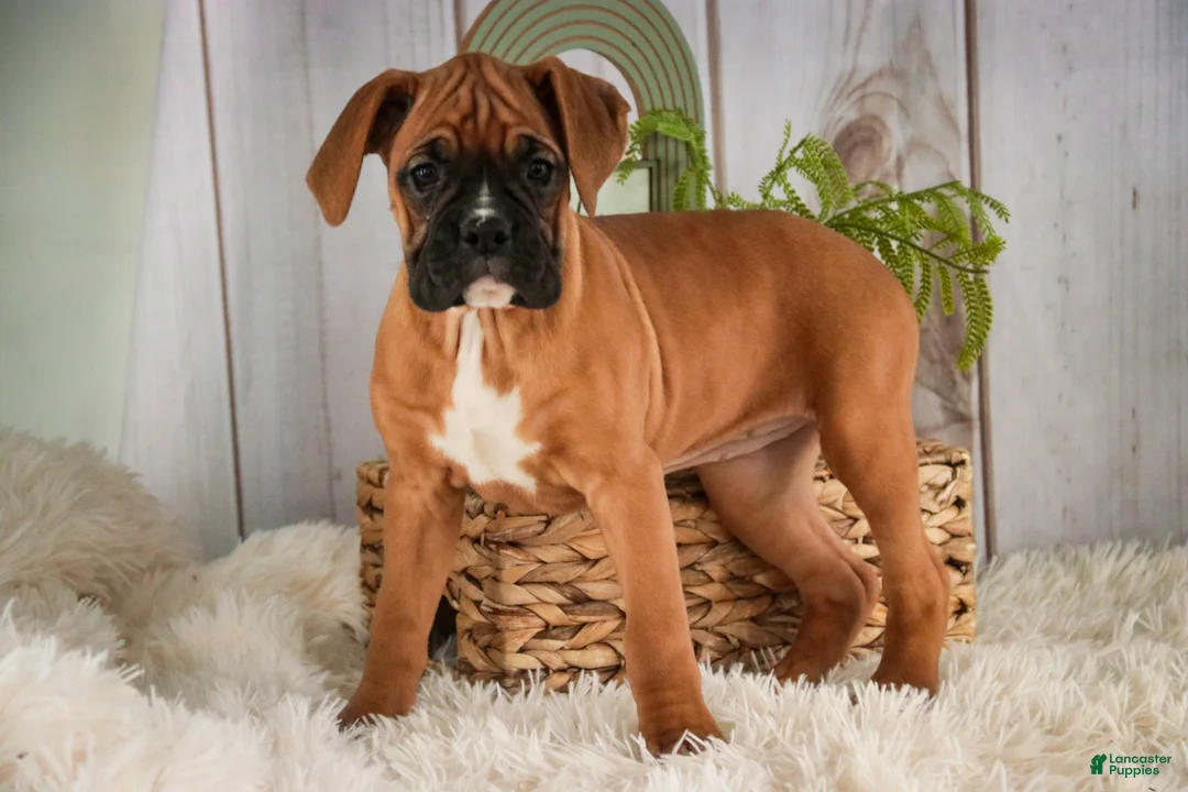 Boxer dogs for sale: Hazel - Ad 6