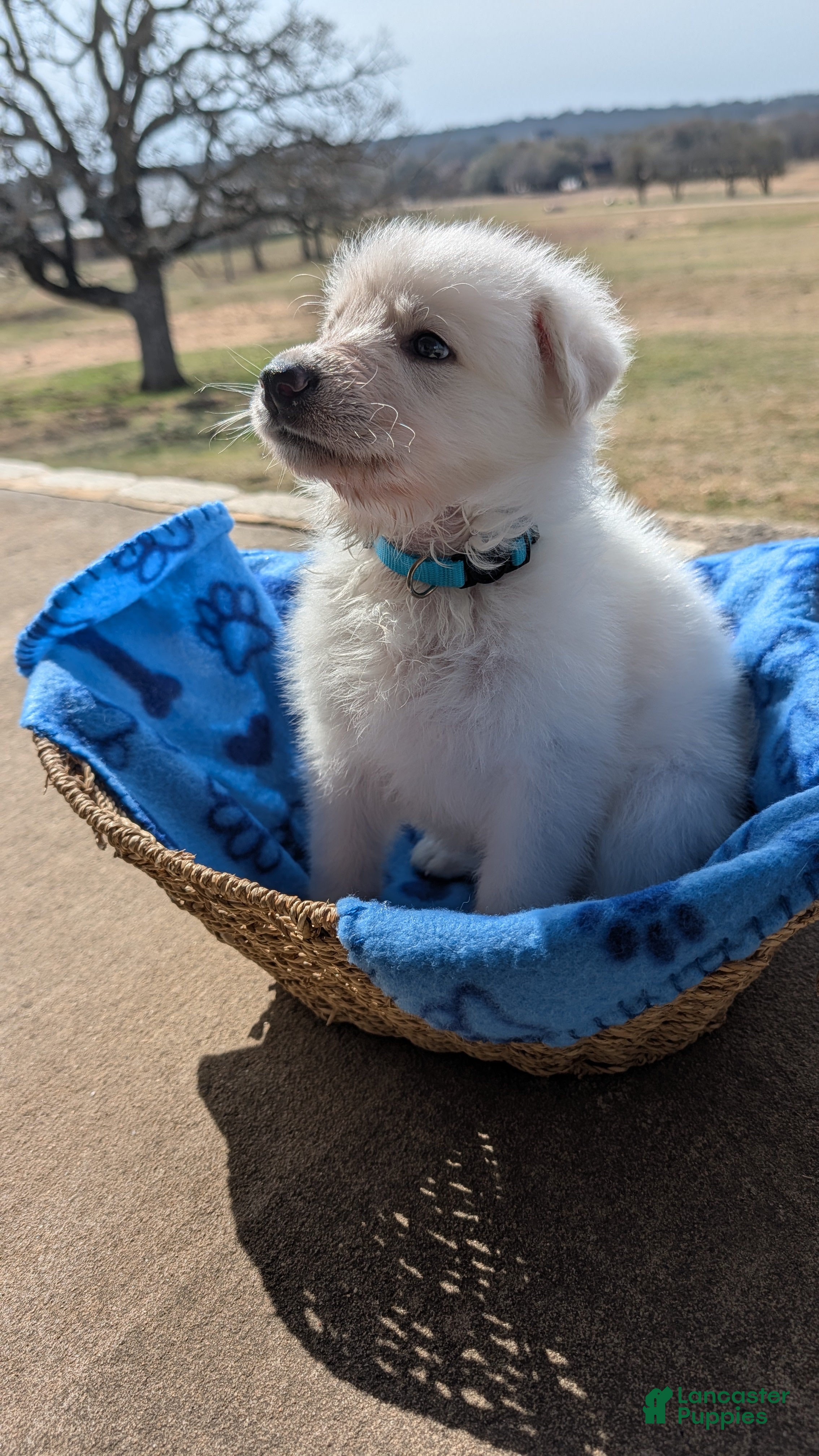 German Shepherd dogs Teton - Ad 1