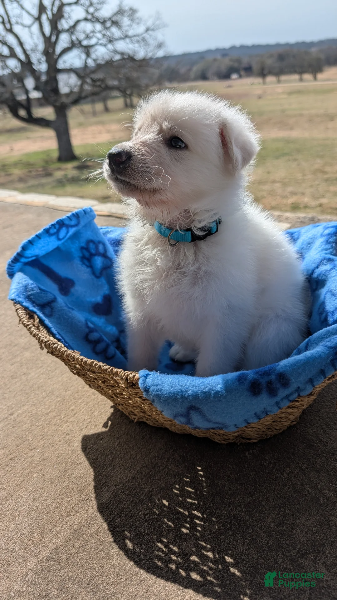 German Shepherd dogs for sale: Teton - Ad 1