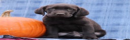 Labrador Retriever dogs for sale: John  - Ad 1