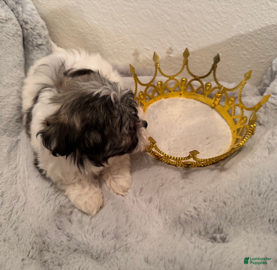 Mixed Breed dogs for sale: Lhatese Breed “Diva” - Ad 7