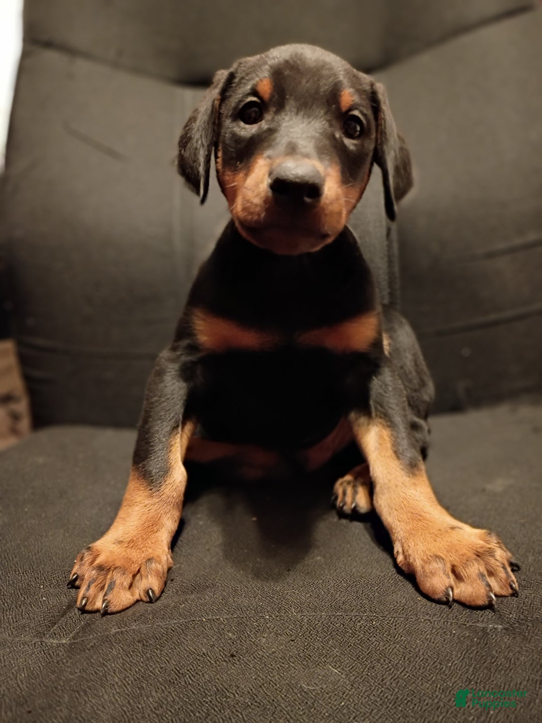Doberman Pinscher dogs for sale: Koda - Ad 3