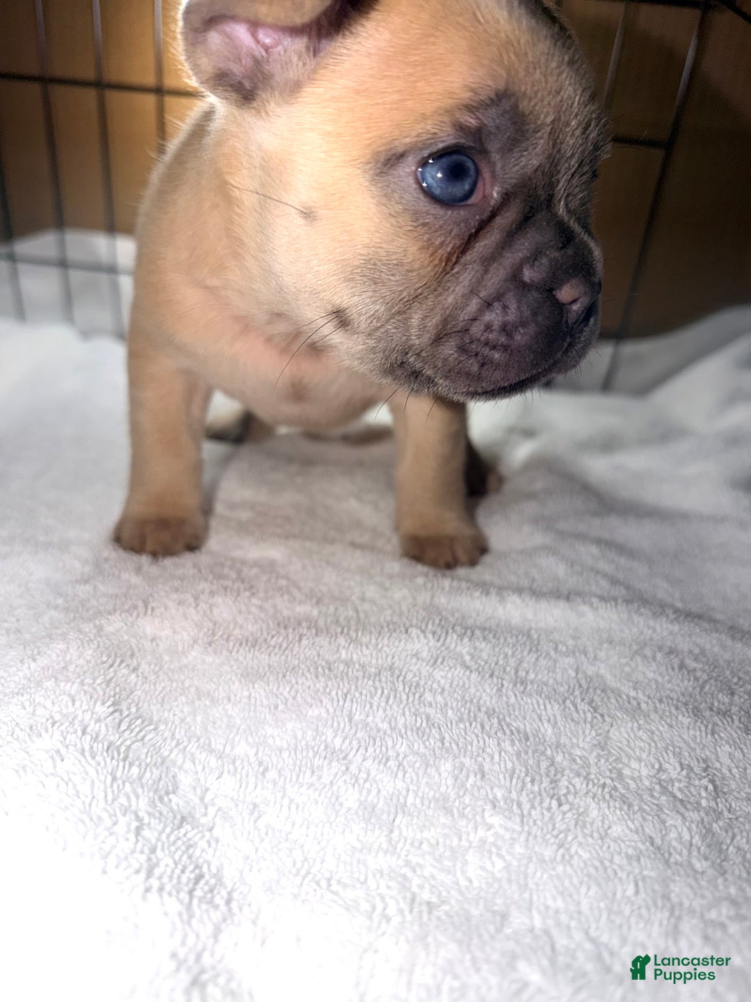 French Bulldog dogs for sale: Scooby - Ad 2
