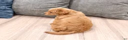Mini Goldendoodle dogs for sale: Charlie - Ad 5
