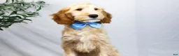 Goldendoodle dogs for sale: LEO - Ad 1