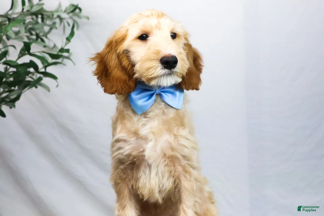 Goldendoodle dogs for sale: LEO - Ad 1