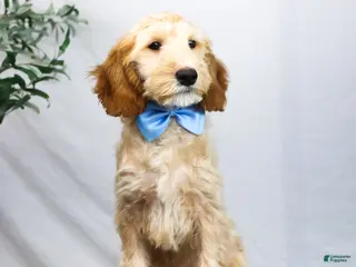 Goldendoodle dogs LEO - Ad 22