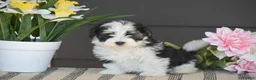 Havanese dogs for sale: Kasper - Ad 2