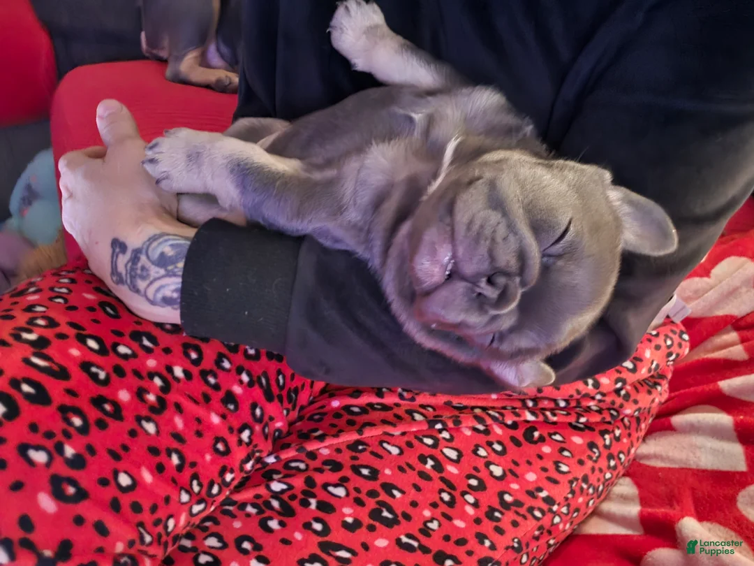 French Bulldog dogs for sale: Chanelle - Ad 7