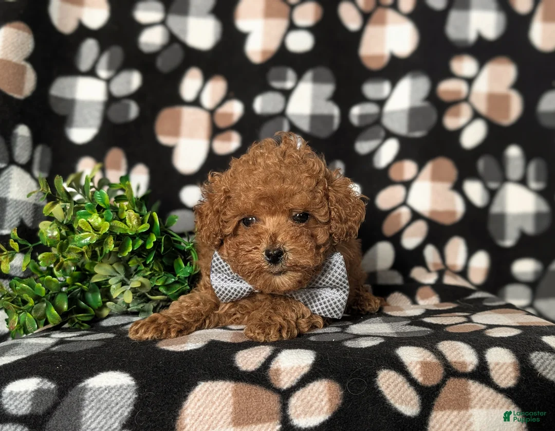 Toy Poodle dogs for sale: Eli 7 lbs Full Grown - Ad 3